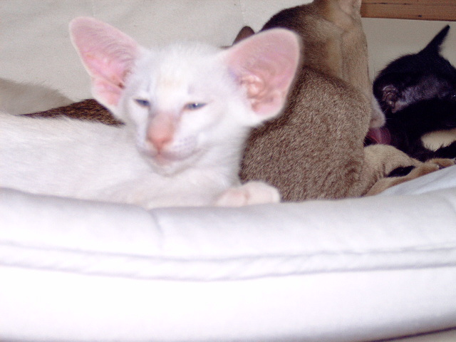 red tabby kater