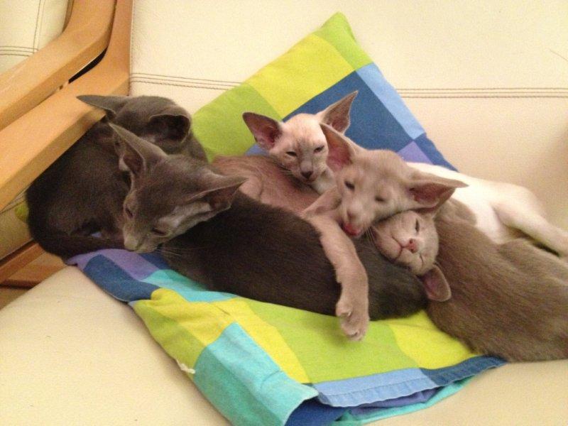 kittens 11 wk oud