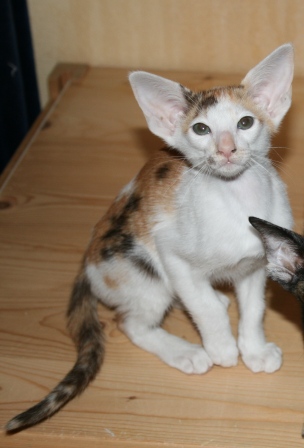 Calvencade Cats Kittie's Surprice OSH tri colour bruin rood wit