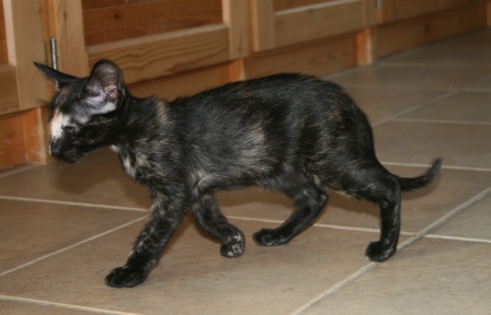 Calvencade Cats Ocean Eyes OSH Black Tortie