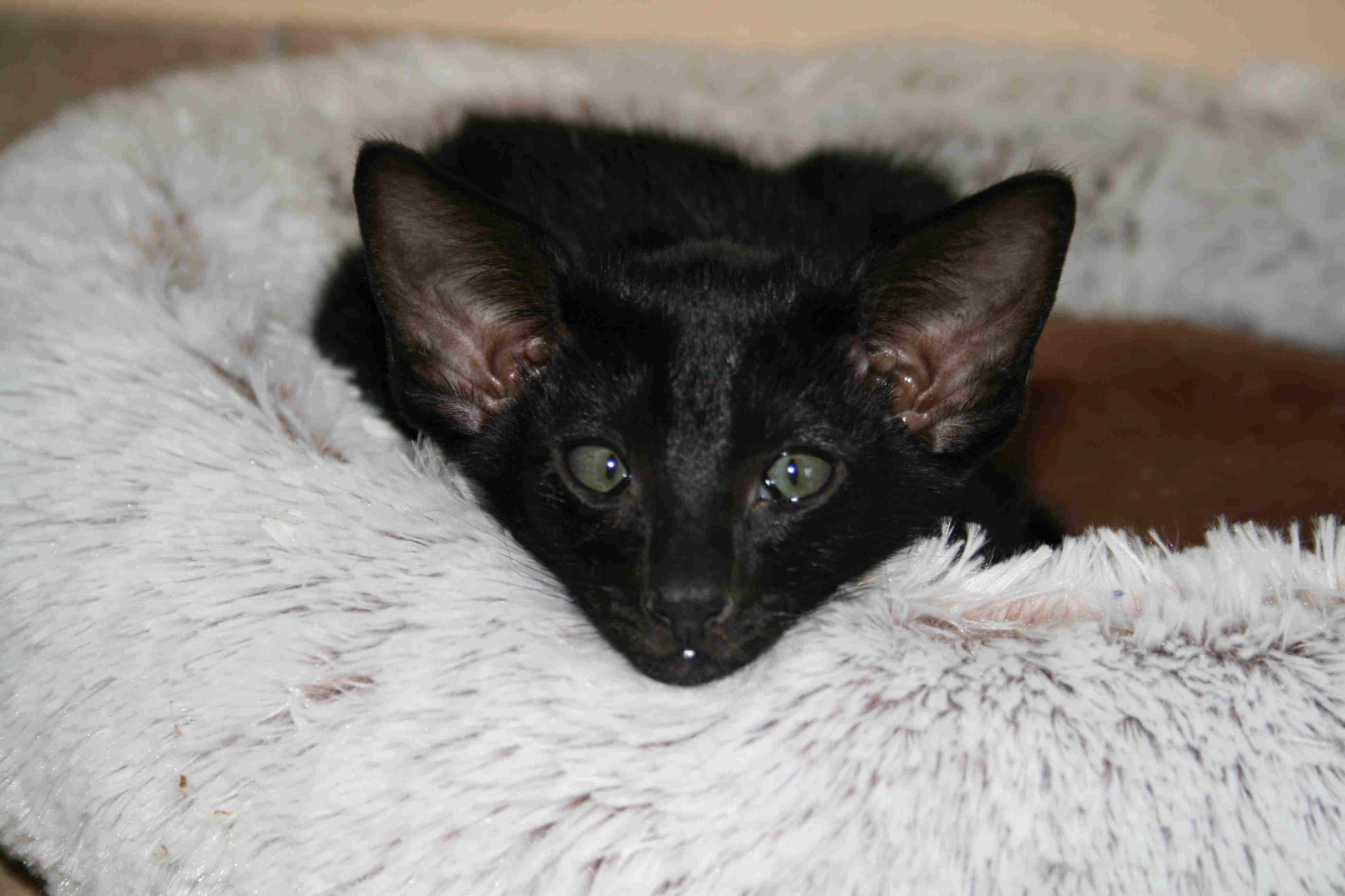 Black Pearl