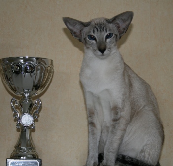Calvencade Cats Jesphine Siamees seal tabby point