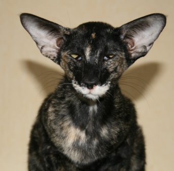 Calvencade Cats Kyra's Revenge OSH black tortie